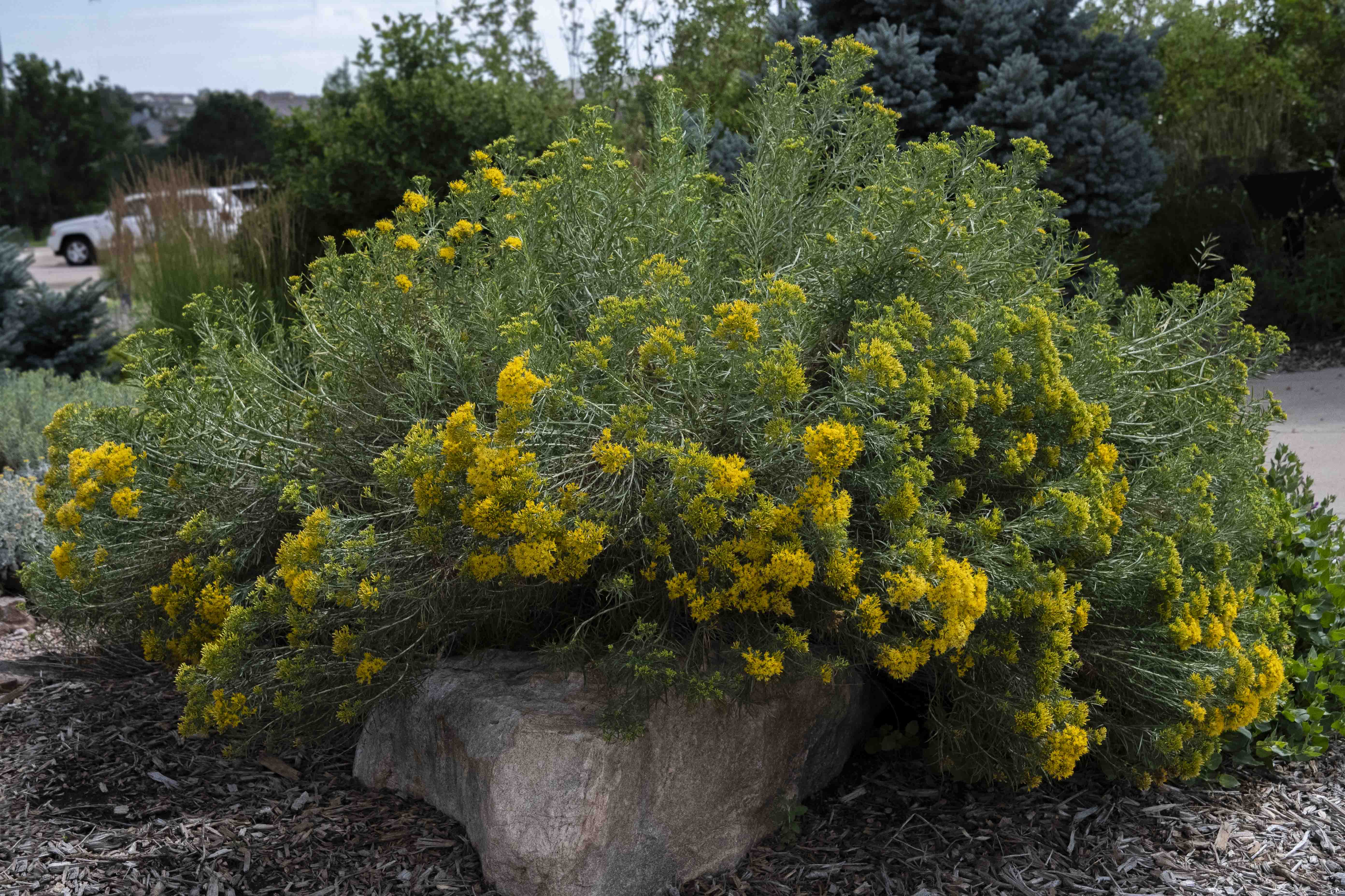 Colorado Springs Utilities Xeriscaping - Dwarf Blue Rabbitbrush